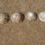 shells on sand