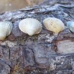 shells on driftwood