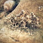 barnacles
