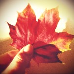 red leaf red leaf