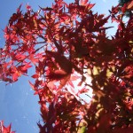 red acer & blue sky red acer & blue sky