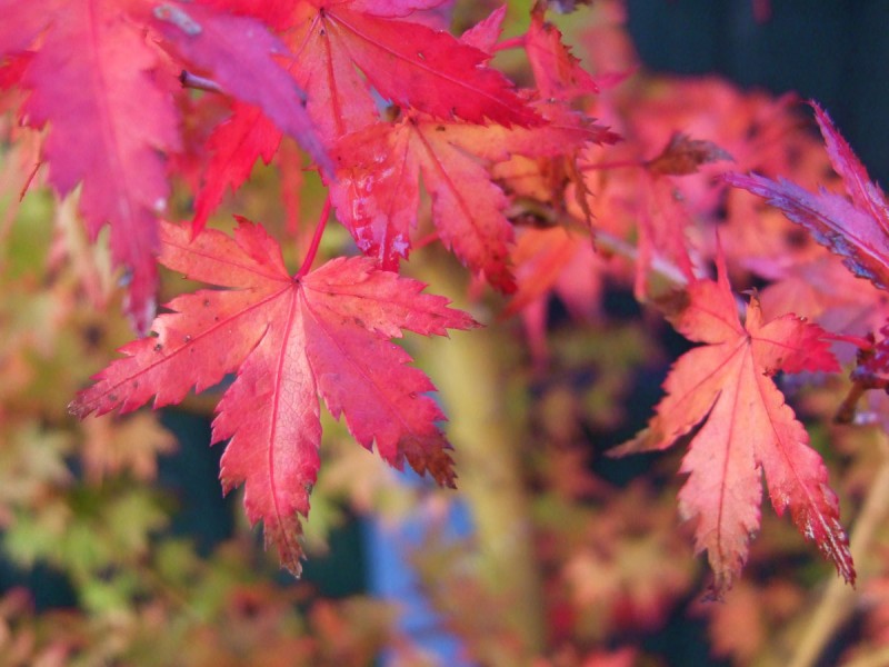 red acer leaves