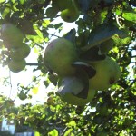 green apples green apples