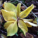 yellow leaf flower yellow leaf flower