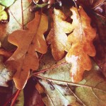 wet leaves wet leaves