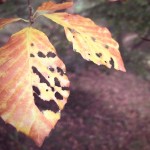 beech leaves beech leaves