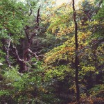 Woods in Autumn Woods in Autumn