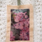 nepata on linen