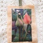 rose buds on linen