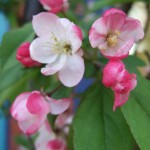 apple blossom in the garden apple blossom in the garden