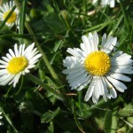 daisies in the park daisies in the park