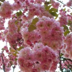 cherry blossom in the park cherry blossom in the park