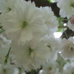 white cherry blossom in the park white cherry blossom in the park