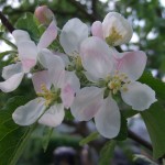 apple blossom on the allotment apple blossom on the allotment