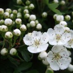 may blossom on the allotment may blossom on the allotment