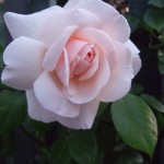 Roses in my garden Roses in my garden
