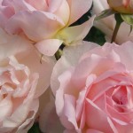 Roses in my garden Roses in my garden