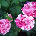Roses in my garden Roses in my garden