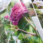 June's "Country Living" June's "Country Living"