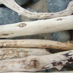 drift wood