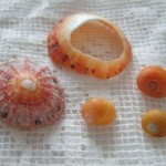 pretty shells