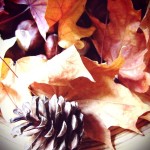 leaves, conkers & fir cones leaves, conkers & fir cones