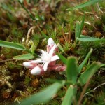 wild flower on camp site