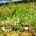 wild flowers