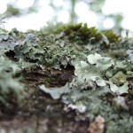 lichen growing on old oak tree