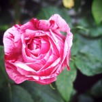 ferdinand pichard rose ferdinand pichard rose