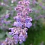 Nepeta Nepeta