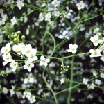 Crambe Crambe