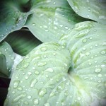 hosta hosta