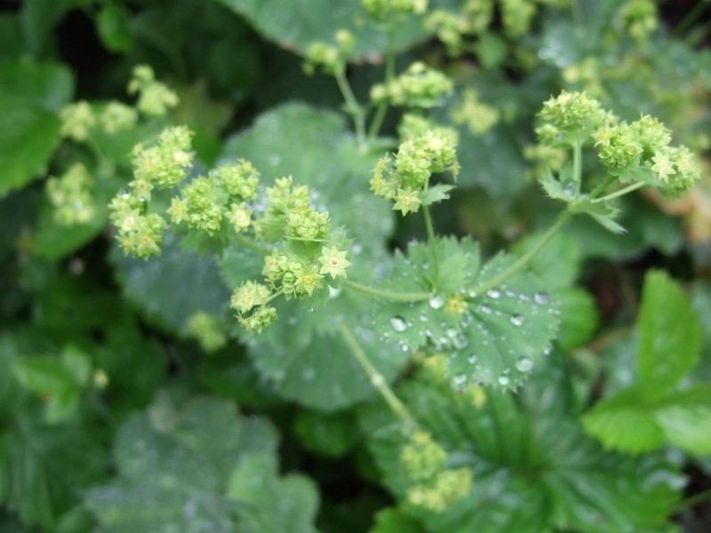 Alchemilla Mollis in the Rain