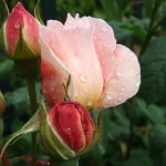 raindrops on roses raindrops on roses
