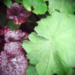 Alchemilla Mollis and heuchera Alchemilla Mollis and heuchera