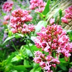 Valerian Valerian