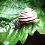 wet snail wet snail